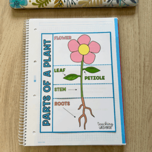 Parts of a Plant | Recurso Manipulativo en Español e Inglés (Imprimible)